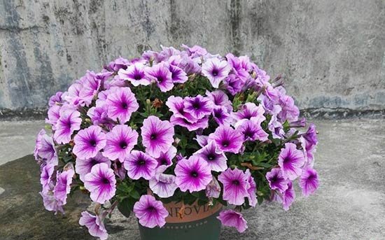 矮牵牛冬天开花吗