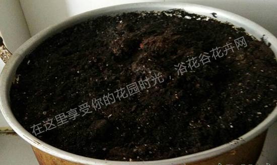家庭养花如何自制花土