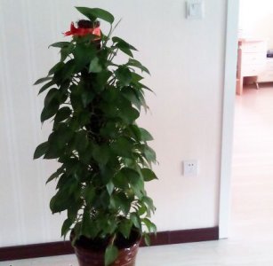 室内最适宜的植物有哪些 最适合室内的植物有哪些