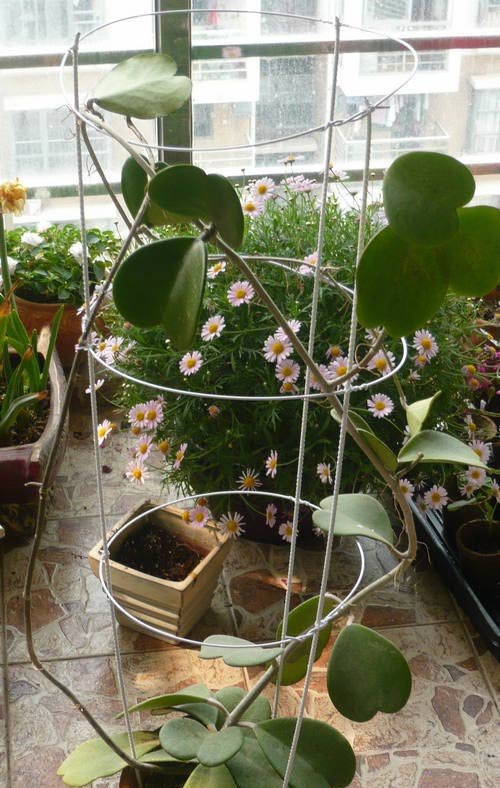 如何给球兰搭花架