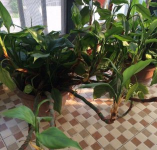 广东万年青剪掉能长侧芽吗 广东万年青剪掉后能否长出侧芽？