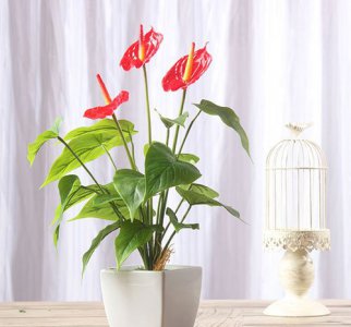 红掌冬天怎么养 《红掌冬季的养护方法》