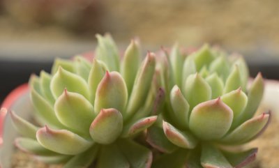 多肉植物秋宴讲解 秋宴图片大全