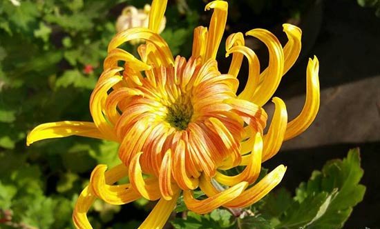 菊花有种子吗
