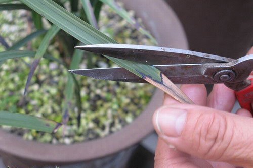 兰花病害图片