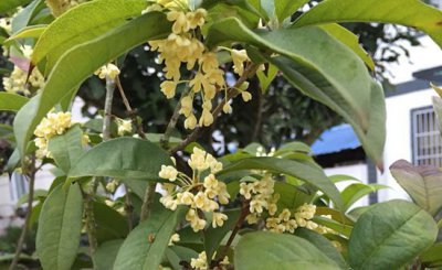 不同桂花树开花时间 《桂花树开花时间之差异》