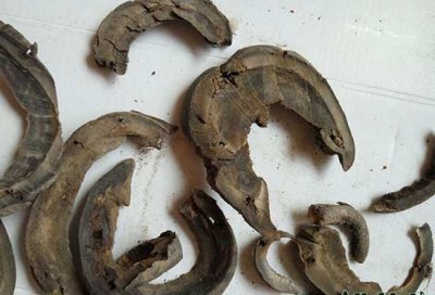 养花中的马蹄片是什么？ 养花中的马蹄片究竟是什么？