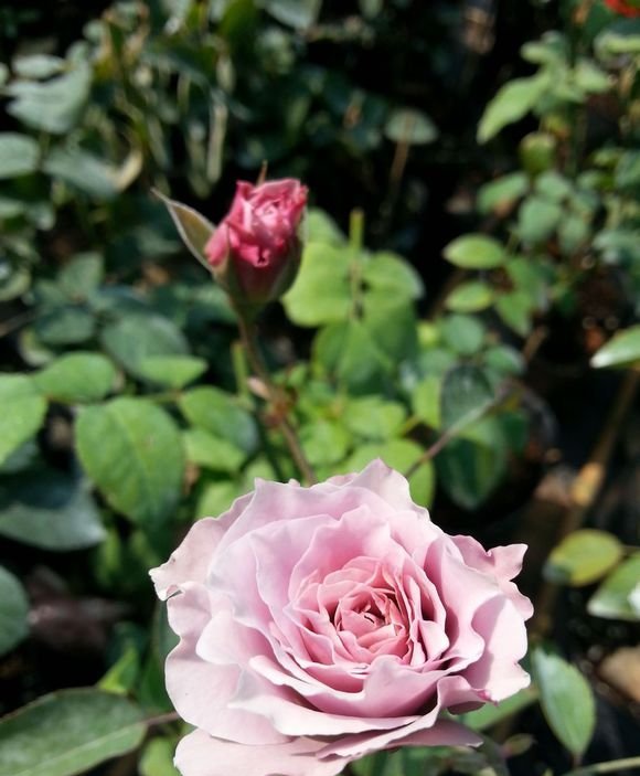 蜻蜓图片一