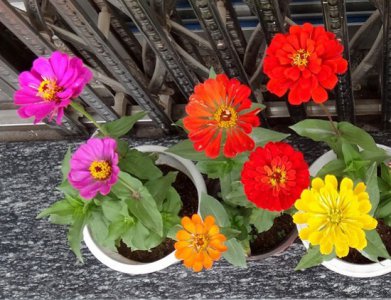 浇花要浇叶子吗（区别对待） 浇花是否要浇叶子（需区别对待）