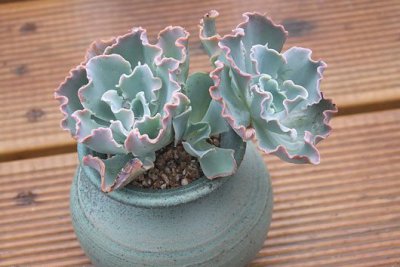 多肉植物蓝狐讲解 蓝狐照片图