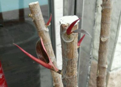 如何砍头橡皮树（图） 橡皮树怎么砍头（图）