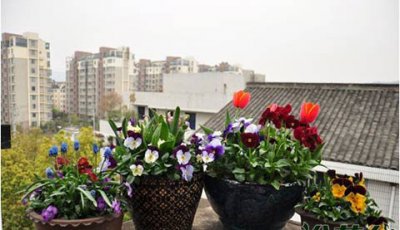 组合盆栽制作与养护（花友版） 《花友版组合盆栽的制作与养护》