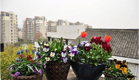 组合盆栽制作与养护