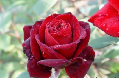 月季花朱墨双辉介绍 朱墨双辉图片欣赏