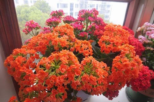 长寿花怎么养才开花