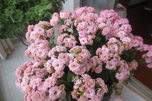 长寿花怎么养才开花