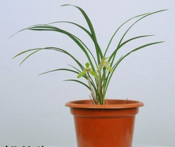 兰友多年兰叶养护总结 兰友多年总结兰叶的养护