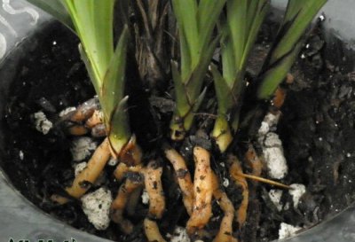 《兰花软植料之优劣剖析》 兰花植料之软植料的优缺点