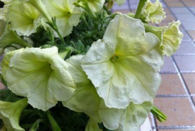 花卉矮牵牛（典雅柠檬绿）详解 矮牵牛（典雅柠檬绿）图片欣赏
