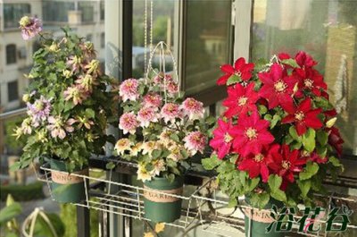 《盆栽铁线莲种植心得》 盆裁铁线莲种植（心得篇）