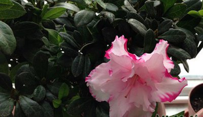 北方如何养杜鹃花 北方养杜鹃花的方法