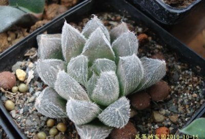 多肉毛玉露讲解 毛玉露图片欣赏