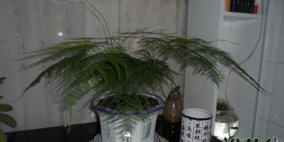 文竹能否浇白糖水？ 文竹可以浇白糖水吗