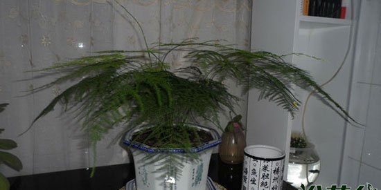 文竹可以浇白糖水吗