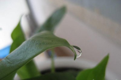 滴水观音不滴水的原因 滴水观音为什么不滴水