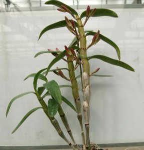 铁皮石斛盆栽种植方法（适于长江以南空气湿润地区）