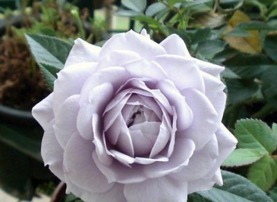 月季花贵族礼光介绍 贵族礼光图片集