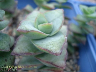 多肉植物星王子介绍 星王子图片集