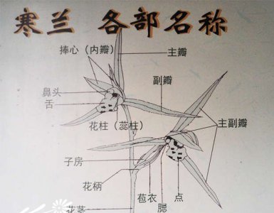 寒兰叶艺、叶型与花型识别图 寒兰叶艺、叶型、花型识别图