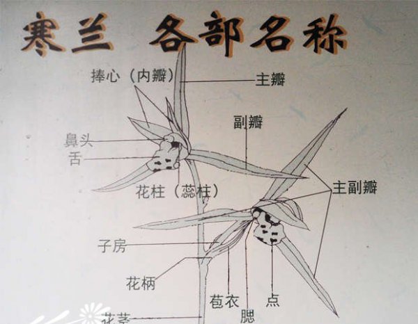 寒兰叶艺、叶型、花型识别图