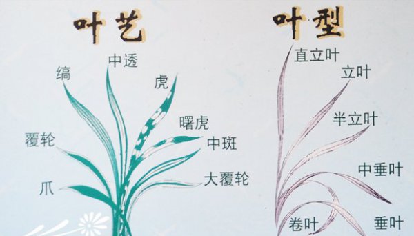寒兰叶艺、叶型、花型识别图