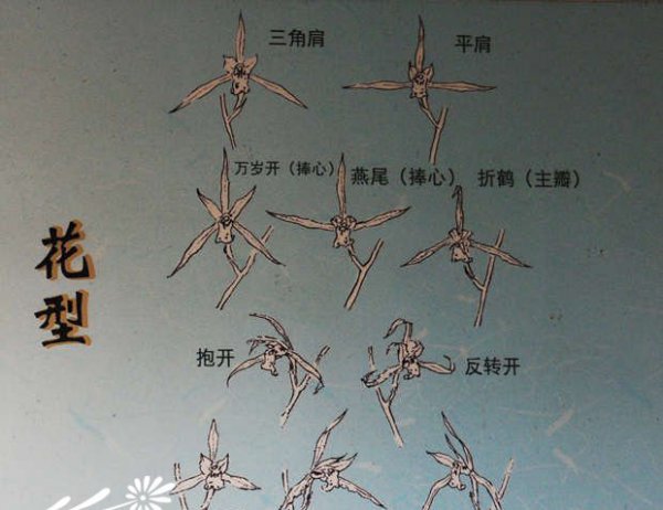 寒兰叶艺、叶型、花型识别图
