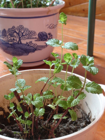 盆栽薄荷的养殖方法