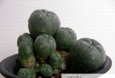 仙人掌（球）仔吹乌羽玉讲解 仔吹乌羽玉图片大全