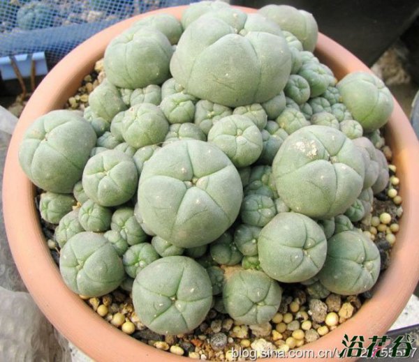 仔吹乌羽玉图片二