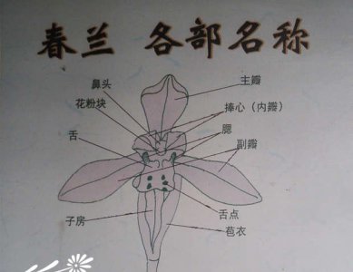 春兰花色、花瓣、叶色识别图 春兰的花色、花瓣及叶色识别图