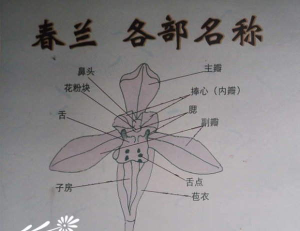 春兰花色、花瓣、叶色识别图