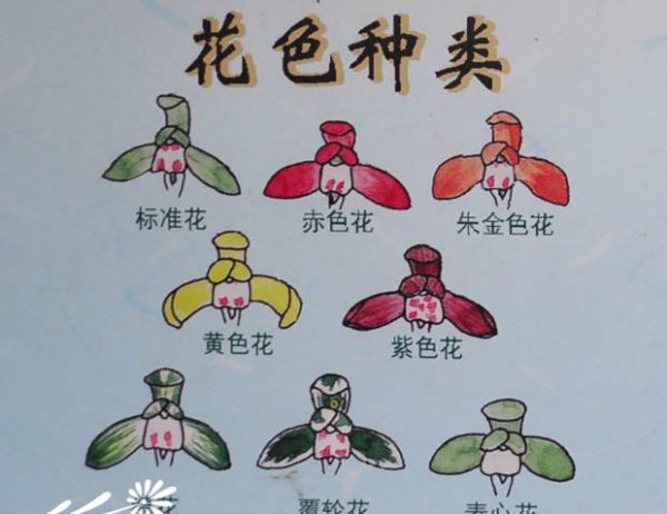 春兰花色、花瓣、叶色识别图