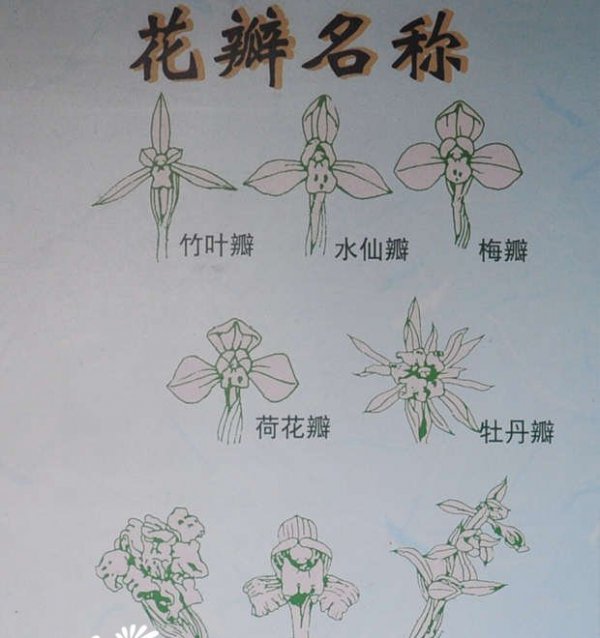春兰花色、花瓣、叶色识别图