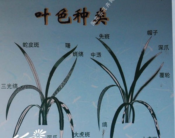 春兰花色、花瓣、叶色识别图