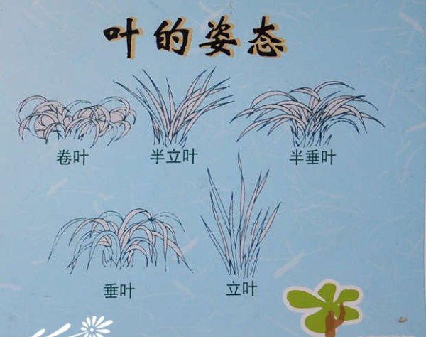 春兰花色、花瓣、叶色识别图