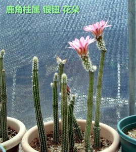 仙人掌（球）银钮（鹿角柱属）介绍 银钮（鹿角柱属）图片大全