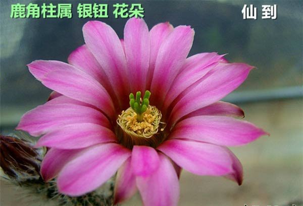 银钮（鹿角柱属）图片二