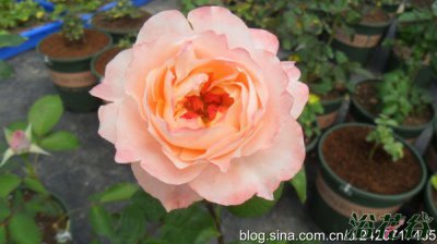 月季花甜蜜邂逅（ラシャンスダムール）介绍 甜蜜邂逅（ラシャンスダムール