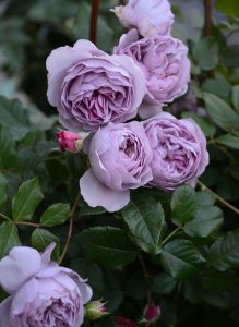 月季薰衣草花束（ラベンダーブーケ）介绍 薰衣草花束（ラベンダーブーケ）