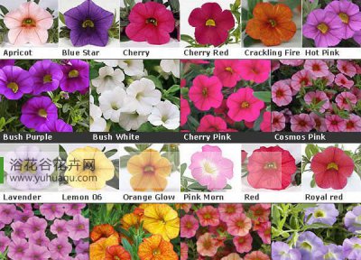 如何养舞春花 舞春花怎么养